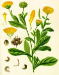 CALENDULA.jpg